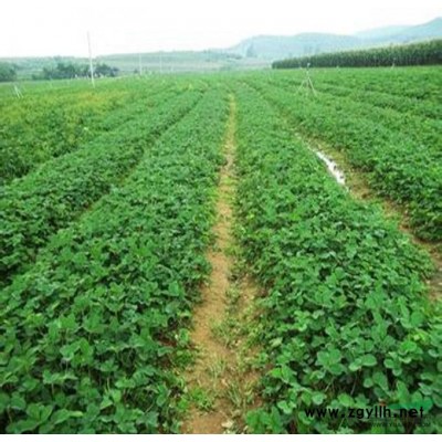 山東省力拓苗木基地供應潤泰一號柱狀蘋果苗，品種純正可簽訂合同