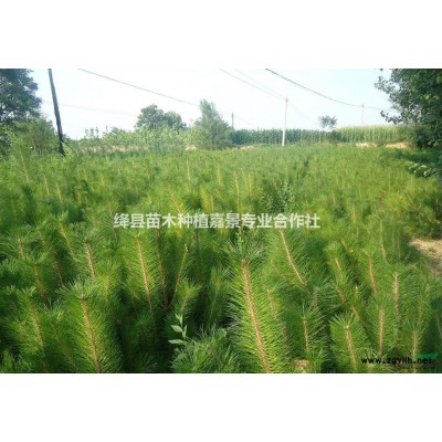 供應白皮松油松核桃苗蘋果苗梨樹苗杏樹苗等優質苗木