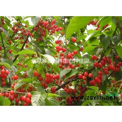 基地長期供應(yīng)各種規(guī)格-垂榆、金葉榆、金葉垂榆