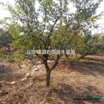 山東3，4，5，6，7，8，9，10公分石榴樹批發(fā)出售供應(yīng)