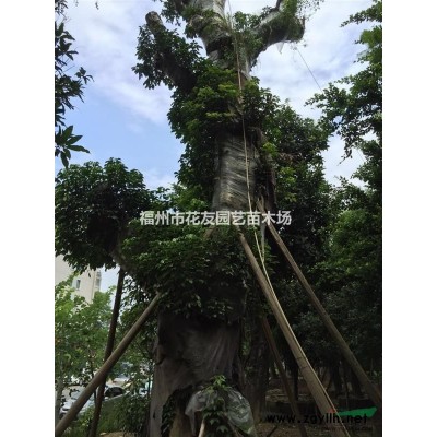 福州供應赤丹茶花