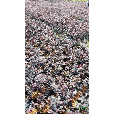 福建地區(qū)供應(yīng)(30-80cm)三角梅袋苗和盆苗,花色規(guī)格齊