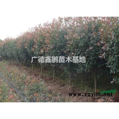 安徽廣德紅葉石楠*近行情  大量供應2-13公分