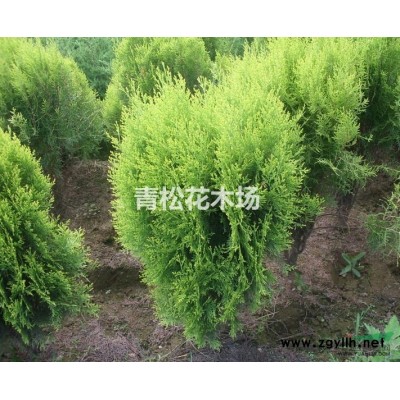 安徽龍柏苗木基地 龍柏圖片