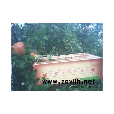 軟籽石榴樹苗、紅如意、中農紅、突尼斯、河陰