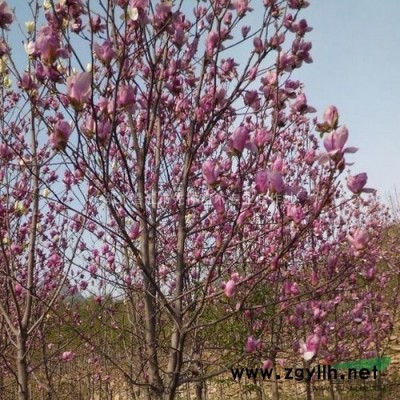 湖北欒樹基地，湖北欒樹價格，湖北欒樹照片