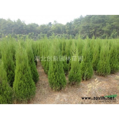 低價供應10--20公分廣玉蘭