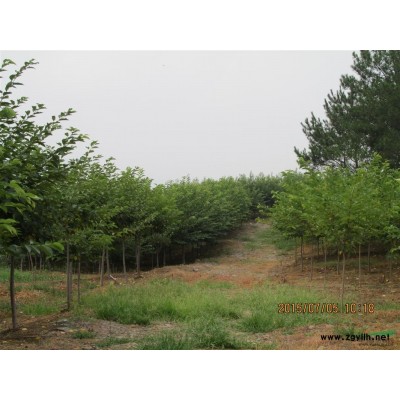 武漢苗木基地10000棵優質精品垂絲海棠供應