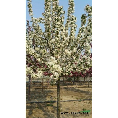 批量供應各種北美海棠