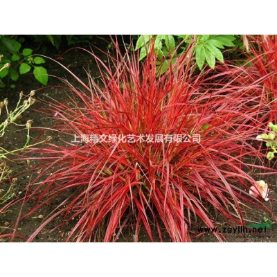 花灌木 藍(lán)葉忍冬