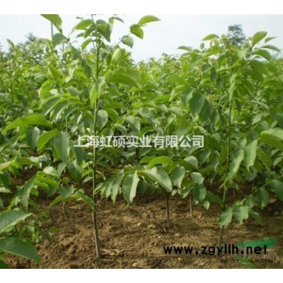 垂柳批發價格，垂柳種植基地，垂柳圖片