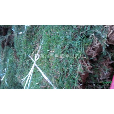 打量出售馬尼拉，百慕達，高羊茅，果嶺草等