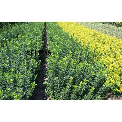 供應夏臘梅、叢生、規格五分叉，每個分叉基徑3公分。