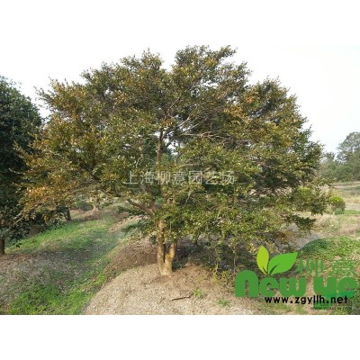 精品大欒樹全冠