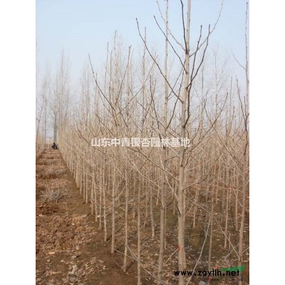 銀杏價格/銀杏樹價格/銀杏圖片