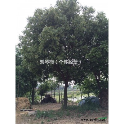 直徑20-30厘米的20多顆樟樹出售