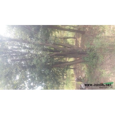 大量供應(yīng)各種規(guī)格三角楓