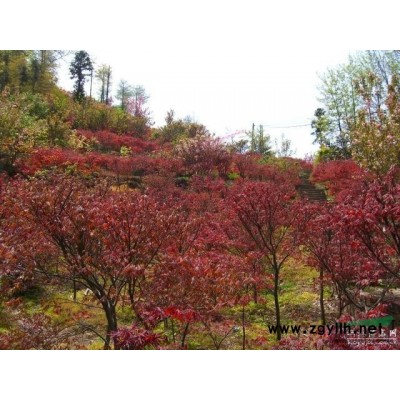 2014年—2015年紅火箭紫薇價格