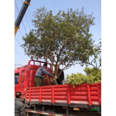 香樟3行情報價\香樟3圖片展示