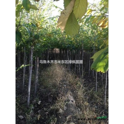 新疆地區(qū)供應(yīng)小葉白蠟2-5公分