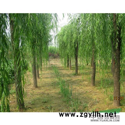 *大量供應(yīng)工程苗木（垂柳，欒樹，香樟，樸樹）