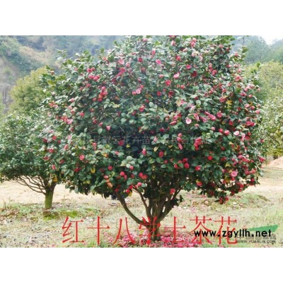 竹柏基地11供應(yīng)/竹柏基地11圖片