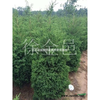 長期供應各種規格大葉女貞、烏桕、楊樹苗、意楊、紅葉楊、黃楊、