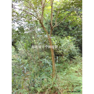 有大批量美麗木棉出售