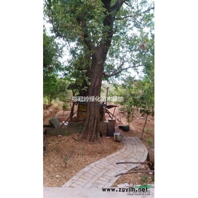 供應(yīng)大型樸樹