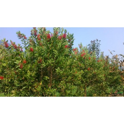 福建南平北美海棠、花開4月滿樹枚紅花量*多，花后結果掛至明春