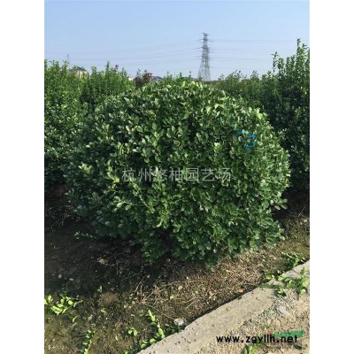 供應紅葉石楠類