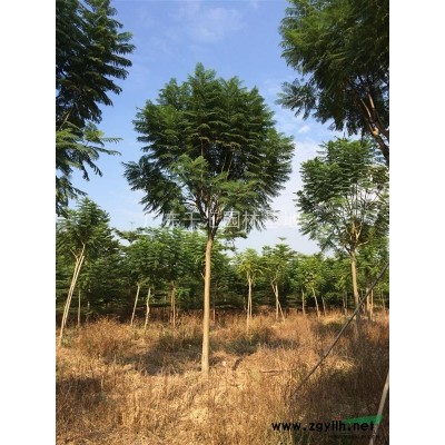 藍(lán)花楹 藍(lán)花楹價(jià)格 廣東藍(lán)花楹基地