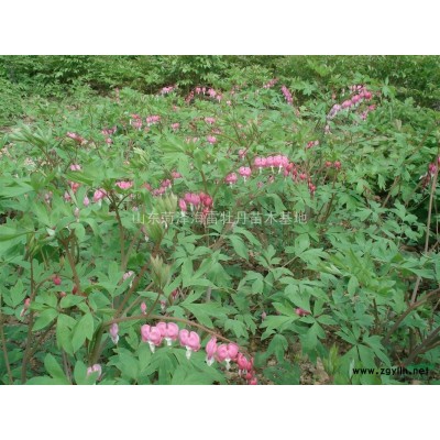 供油用牡丹苗
