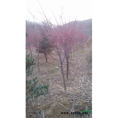 安徽紅楓苗木基地價格