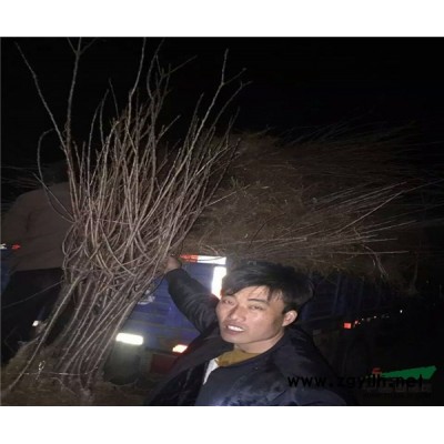 佳一園藝場(chǎng)大量批發(fā)嫁接品種海棠樹苗價(jià)格低質(zhì)量好