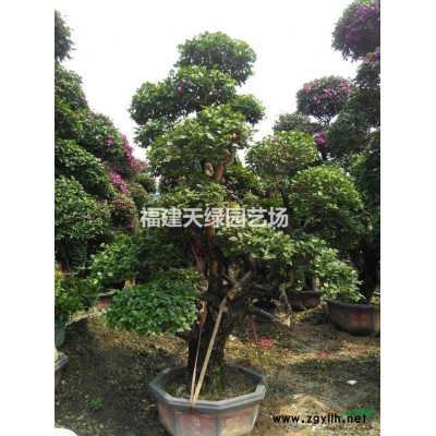 2015年福建供應優質小葉榕，*新小葉榕價格，造型小葉榕出售