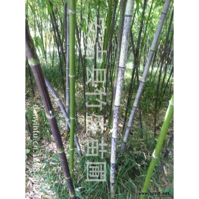 大量供應(yīng)5-30厘米精品 桂花樹 安吉