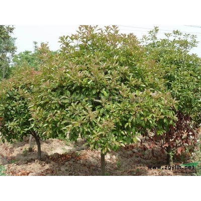 三角楓*新價格/三角楓報價