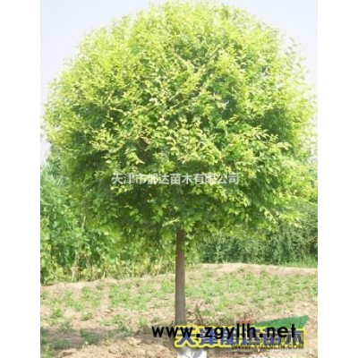 天津郁達苗木公司現售特優質金葉榆、白榆