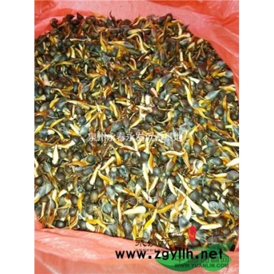 福建沉香樹要怎么種植？如何避免沉香樹的死亡