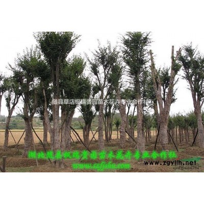 湖北五角楓-14公分五角楓