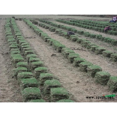 馬尼拉草皮江西馬尼拉草坪供應