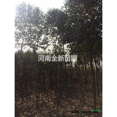 供應大量大葉女貞