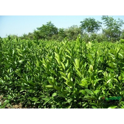 紅豆杉種子育苗技術(shù)