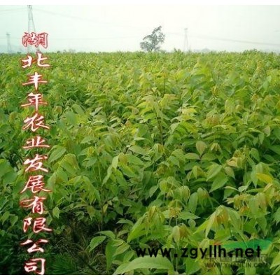 出售香玲核桃苗嫁接核桃苗種植基地