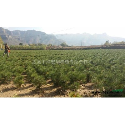 供6年期白皮松樹苗(高35~45公分每株20元)