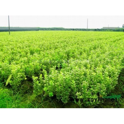 河南欒樹，潢川紫薇，潢川廣玉蘭，潢川檜柏，潢川法國梧桐