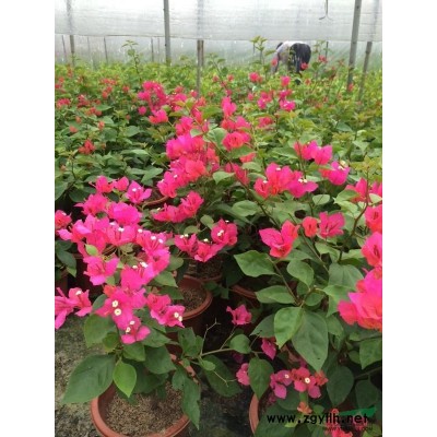 福建漳州供應(yīng)各種規(guī)格三角梅