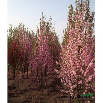 1-8cm照手桃、紅葉碧桃