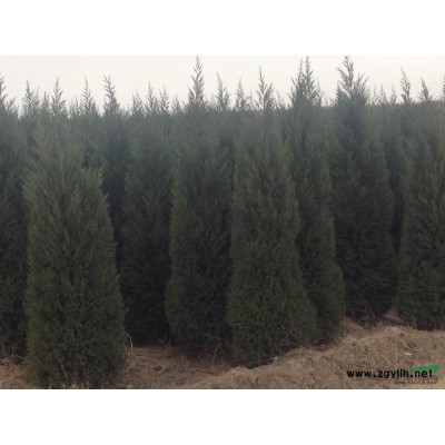 山西省運城永濟市長寧村 出售蜀檜